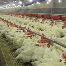 Equipamento automático de avicultura de frango de Qingdao, China