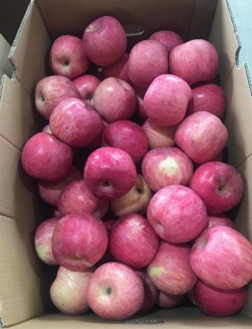 Fresh Chinese Fuji Apples