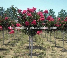 High Quality Crape Myrtle Seeds For Growing