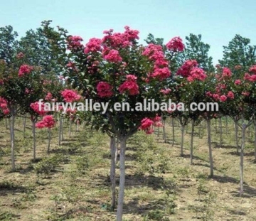High Quality Crape Myrtle Seeds For Growing