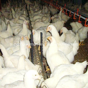 Poultry Equipmetn of Breeder Chain Feeding System