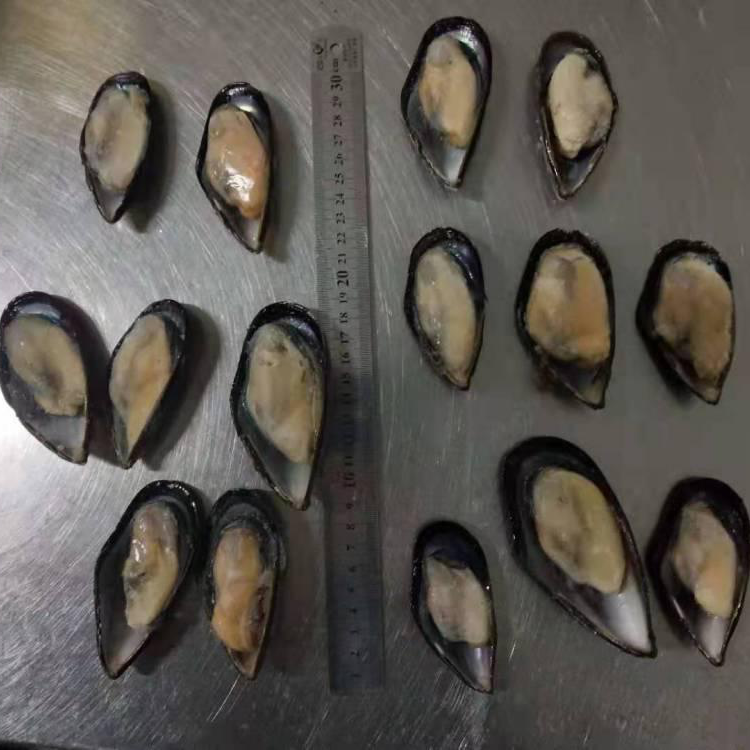 Half Shell Mussel