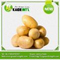 Segar kuning baru tanaman keledek 100g