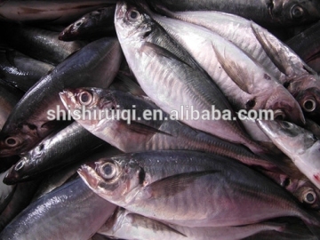Sea Frozen Big eye scad low price from China