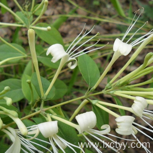 wild honeysuckle herbal tea