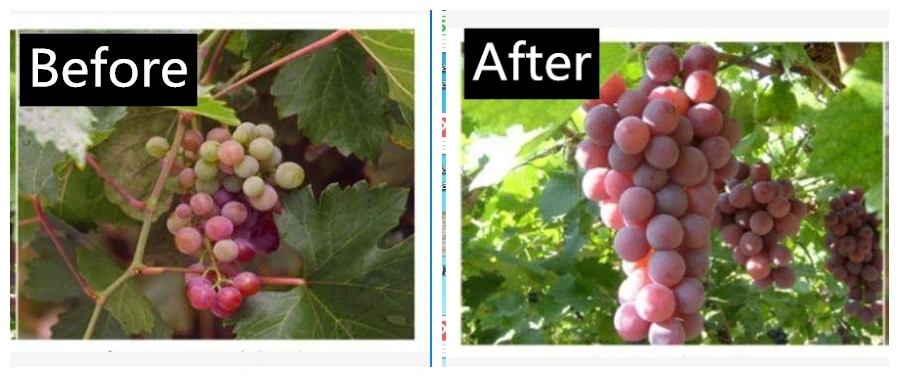 X-Humate Iba Rooting Hormones Iba Agrochemical