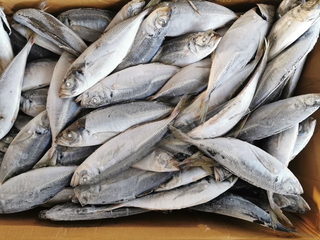 Frozen Seafood Round Scad Fish عالية الجودة للطعم CN Horse Mackerel China Muroaji Eye Small