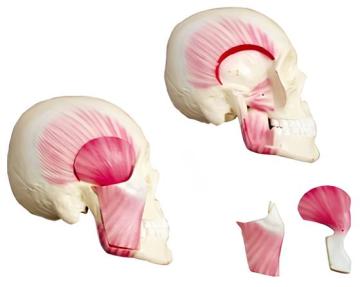 Chewing muscles (3 parts)