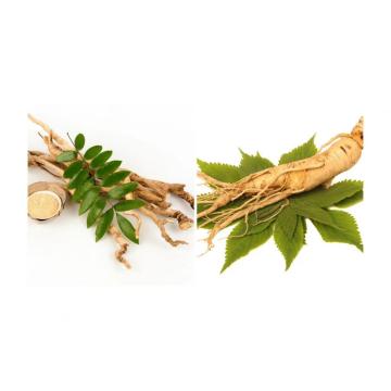 Ginseng Leaf &amp; Stem extract UV5%