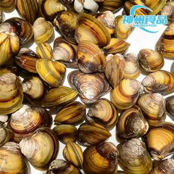 Vongole vive al naturale e carne di vongole congelata pulita