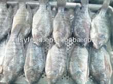 Whole Frozen Tilapia Fish