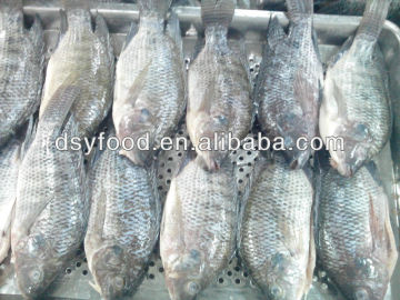 Whole Frozen Tilapia Fish