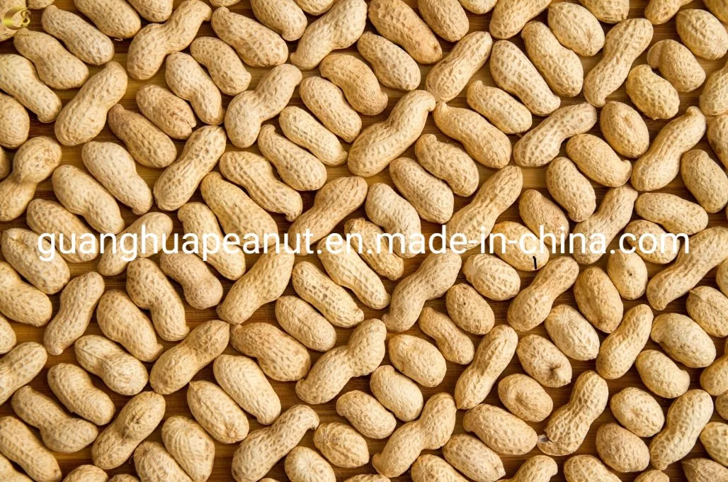 Bulk Price Peanut in Shell From China