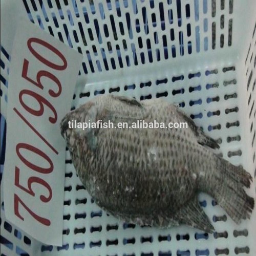 Tilapia Gutted &Scaled certificates China origin