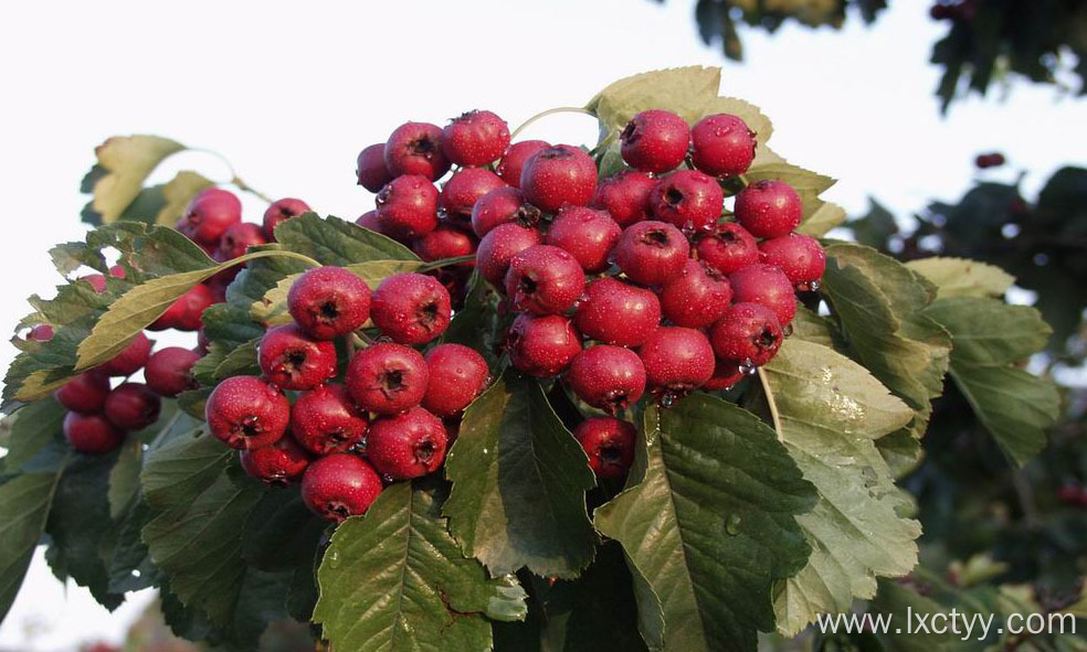 hawthorn tea snack food