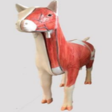 Sheep medical anatomical model