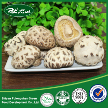 Dreid Flower Mushroom