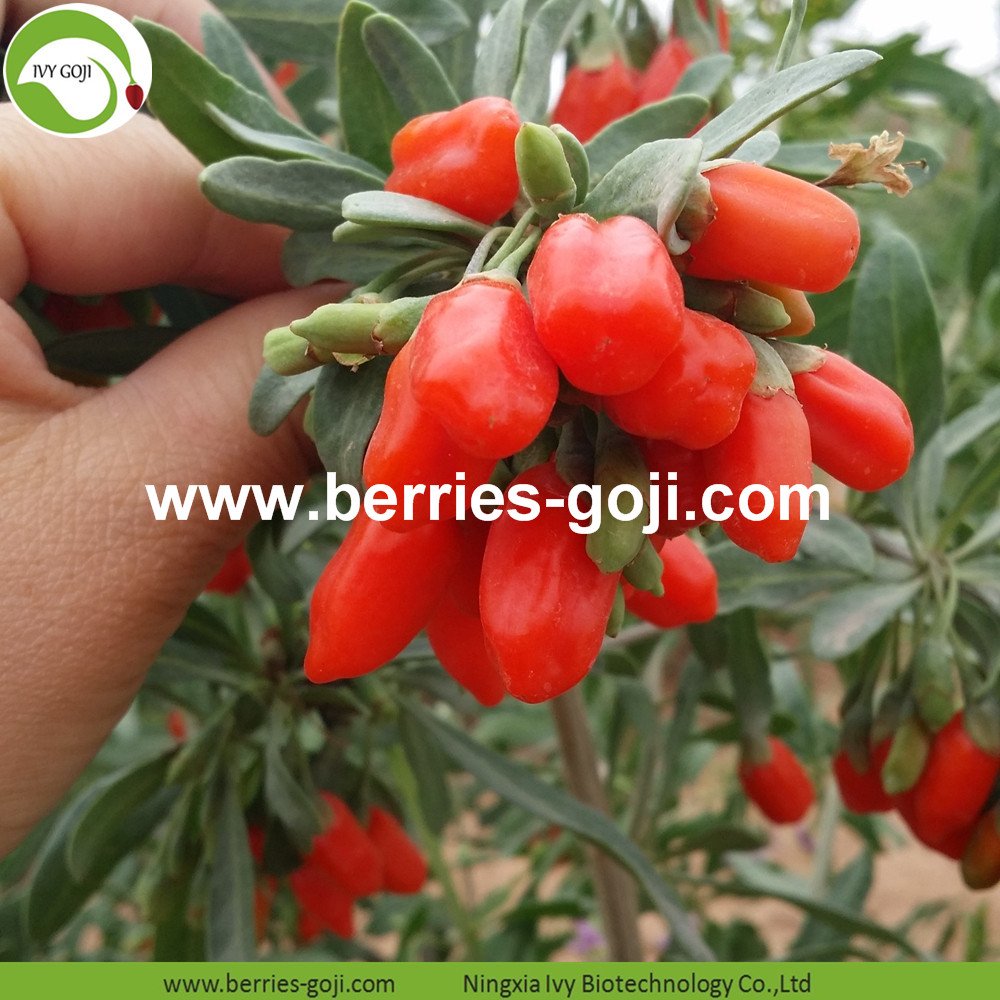 Goji berry