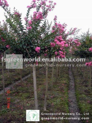 lagerstroemia indica flower