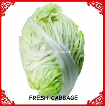 farm supply fresh cabbage