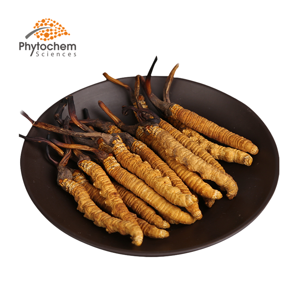 export supplier cordyceps militaris/cordyceps sinensis price