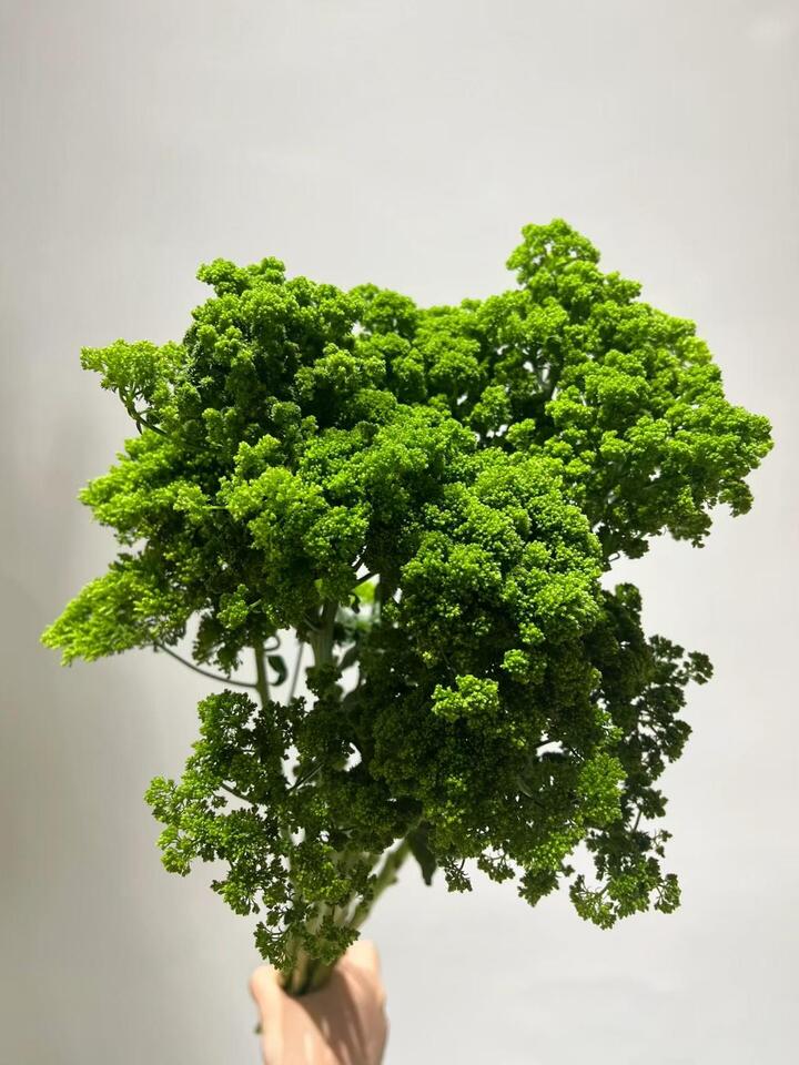 القصبة الهوائية الخضراء Green Trachelium
