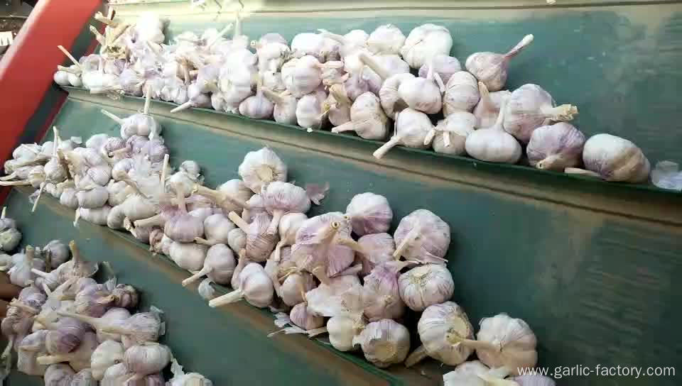 jin xiang fresh garlic