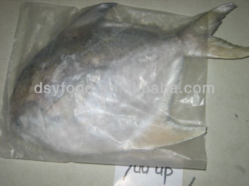 Clean White Pomfret Fish