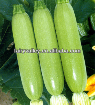All Varieties Of Chinese Hybrid Light Green/White Zucchini Seeds For Sale