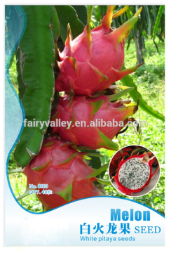Planting White Red Pitaya Dragonfruit Seeds Night-Blooming Cereus Seeds