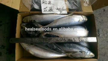 Ocean mackerel /Marine Mackerel/ Blue mackerel