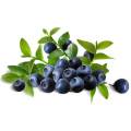 Natural Bilberry Extract (Anthocyanidins)