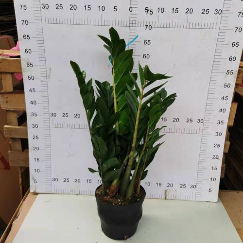 Zamioculcas zamiifolia 150# factory