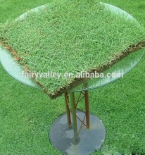 2014 New Crop Grass Seeds For Growing Bermuda Grass Seeds