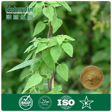 100% Natural Codonopsis root extract for nutrition supplement and pharmacy
