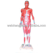 Human Whole Body Muscular Model 80cm(Life Size)
