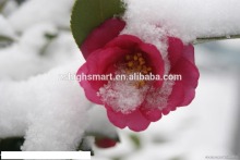 christmas instant snow promotion product