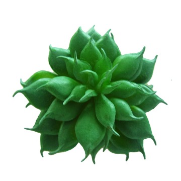 Enviroment friendly succulent evergreen succulent plant popular artificial succulent