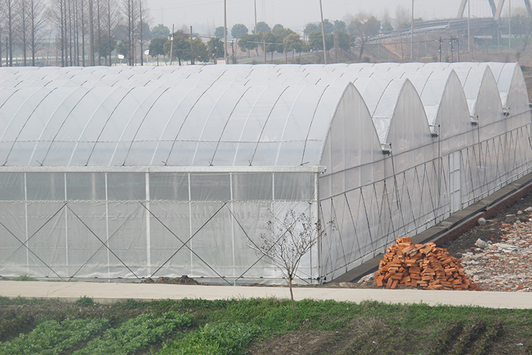 Film Multi Span Greenhouse