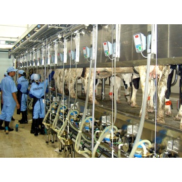 Dairy cow milk parlor