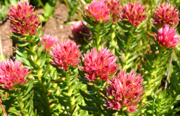 Rhodiola Rosea Extract