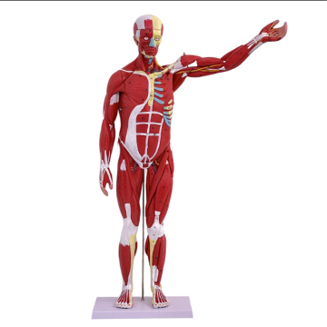 80cm Human Whole Body Muscle Model with Internal Organs - 27 Parts