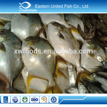 chinese sea seafood golden pomfret