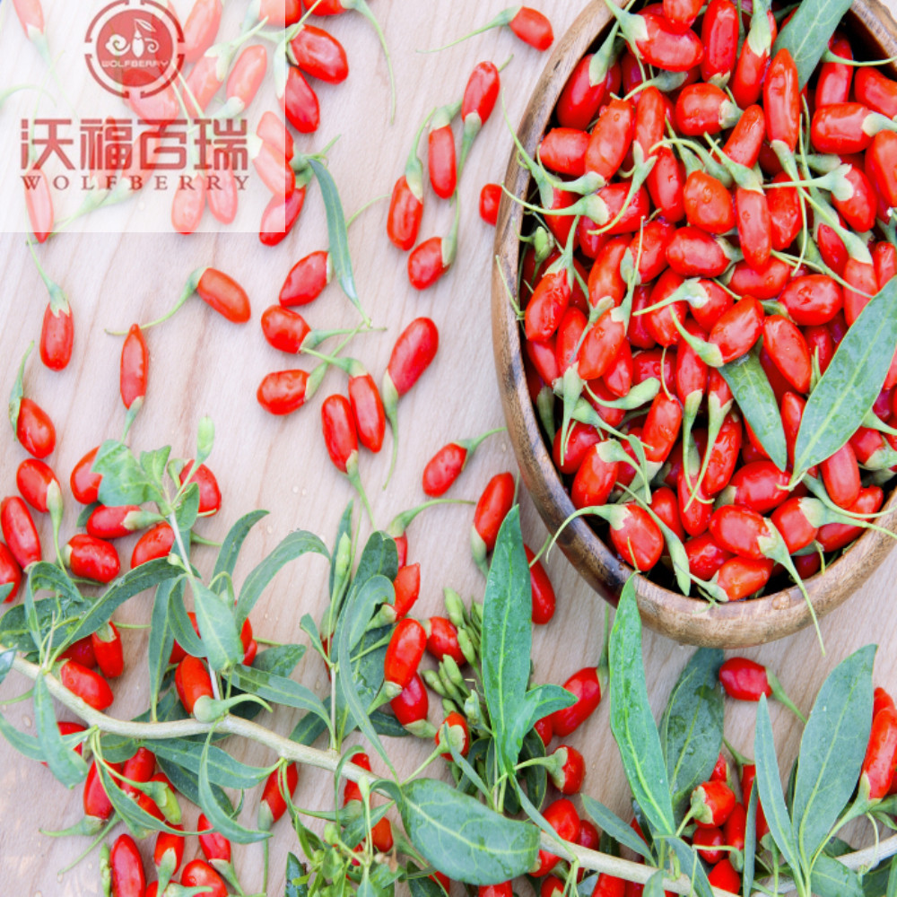 Wolfberry / Lycium Barbarum / bacche di goji biologiche