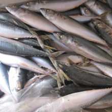 Frozen mackerel fish