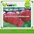 Top Grade Fuji Apple Fruit