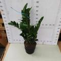 Zamioculcas zamiifolia 150# factory