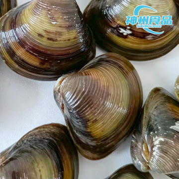 Vongole selvatiche e carne di vongole sgusciate congelata