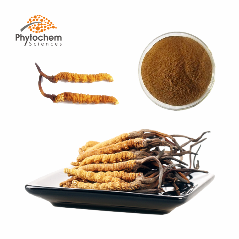 export supplier cordyceps militaris/cordyceps sinensis price