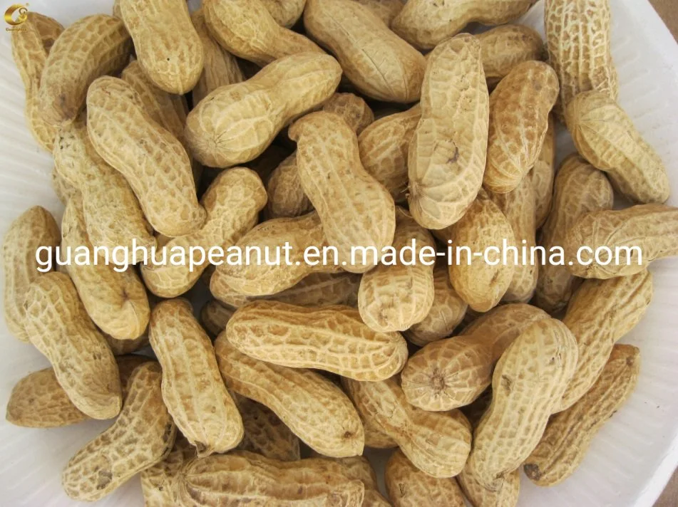 Original Quality Roasted Peanut in Shell From China